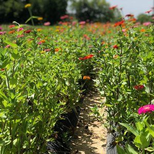 Meet your Posher, Karli